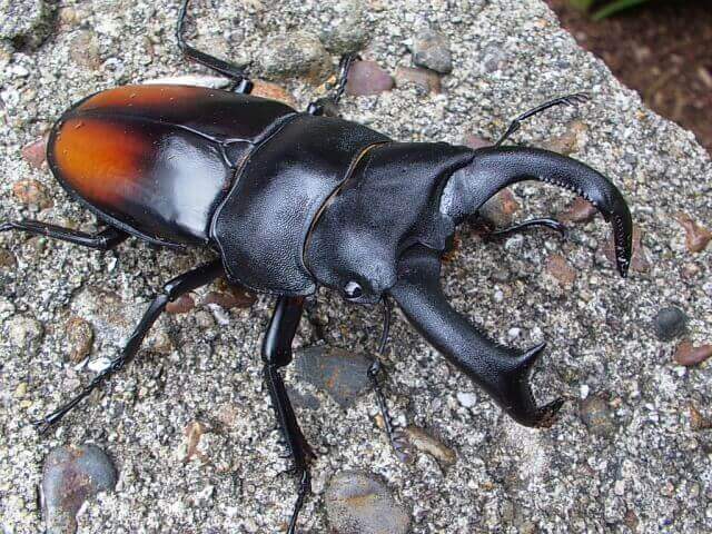 マキシカクワガタの飼育（羽化） | クワガタ・カブトムシ飼育情報