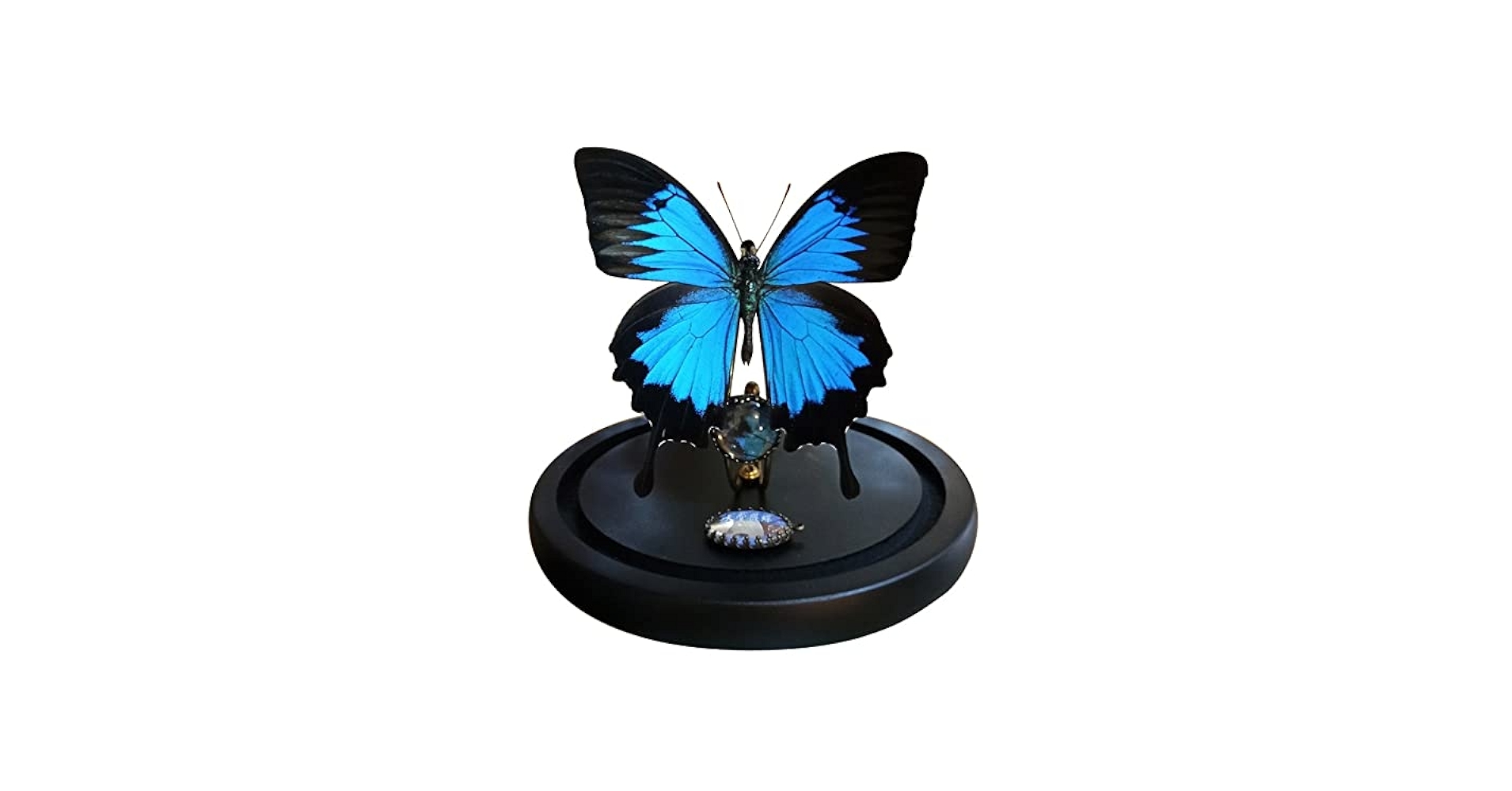 Amazon.co.jp: オオルリアゲハ チョウの標本 約14 cm : おもちゃ