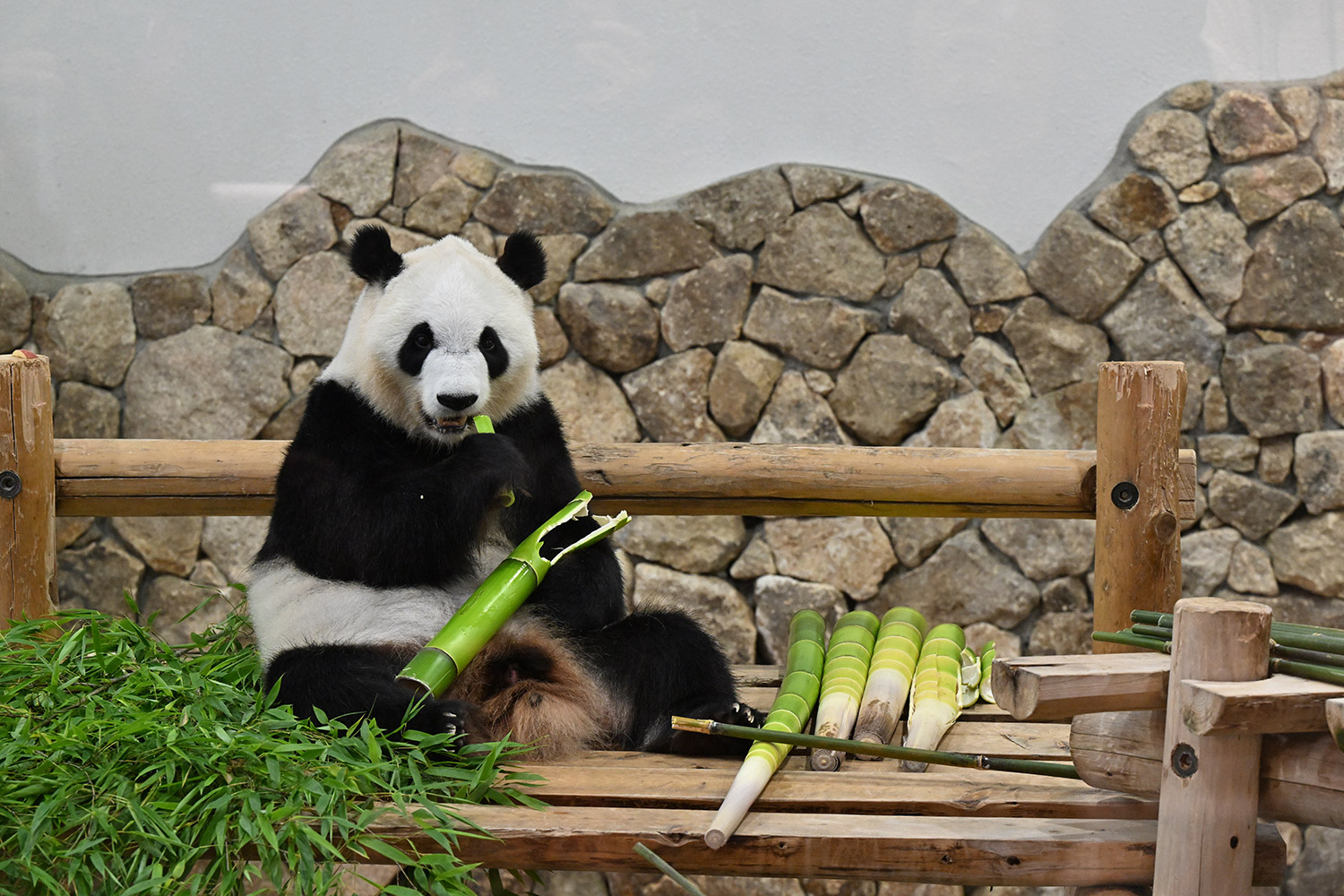 今日のパンダ（3878日目）