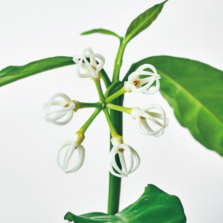 珍奇植物図鑑。チャーミングな花を持つ、つる性の着生植物「ホヤ