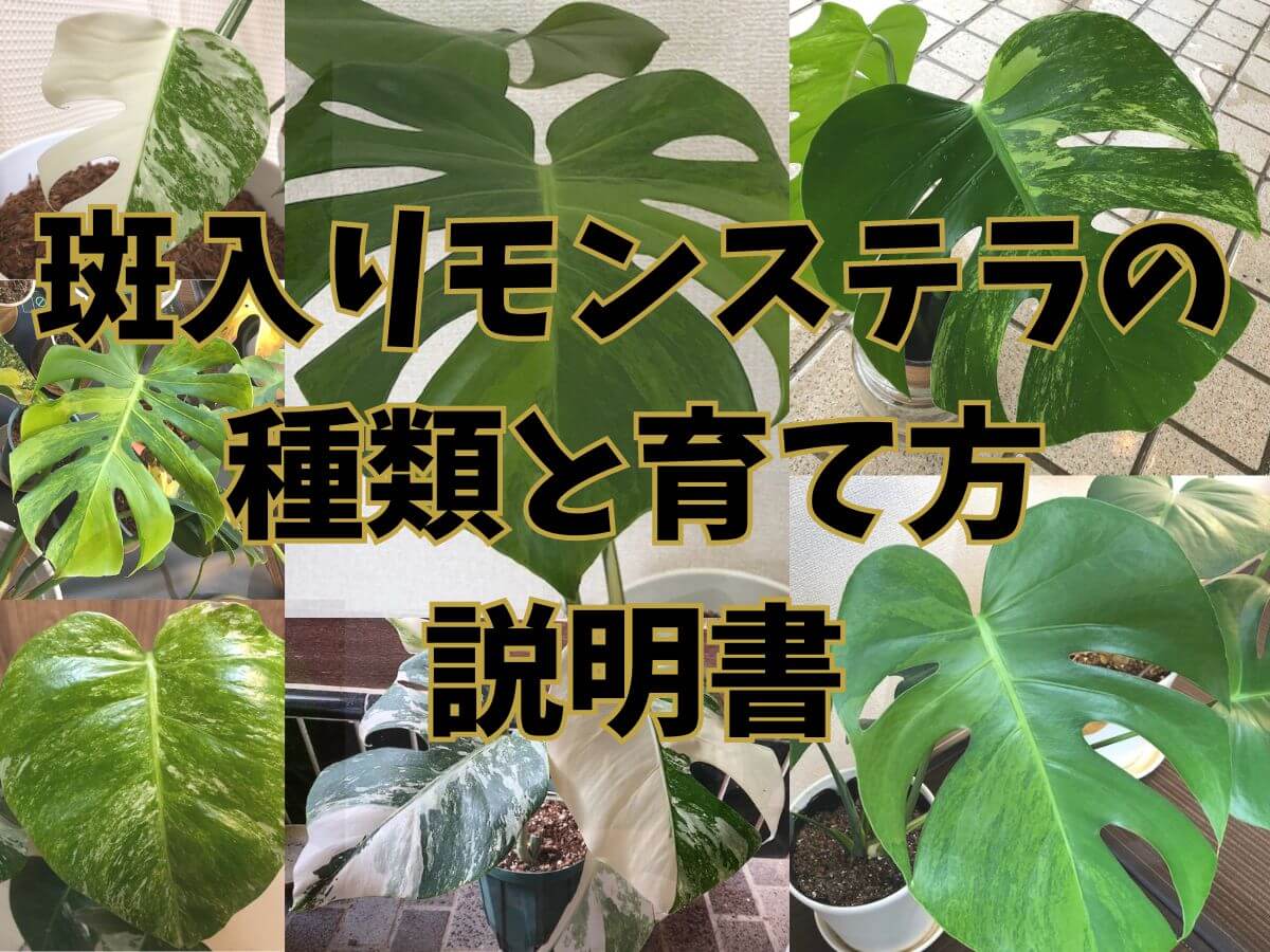 斑入りモンステラの種類と育て方の説明書『モン説』 | 観葉植物
