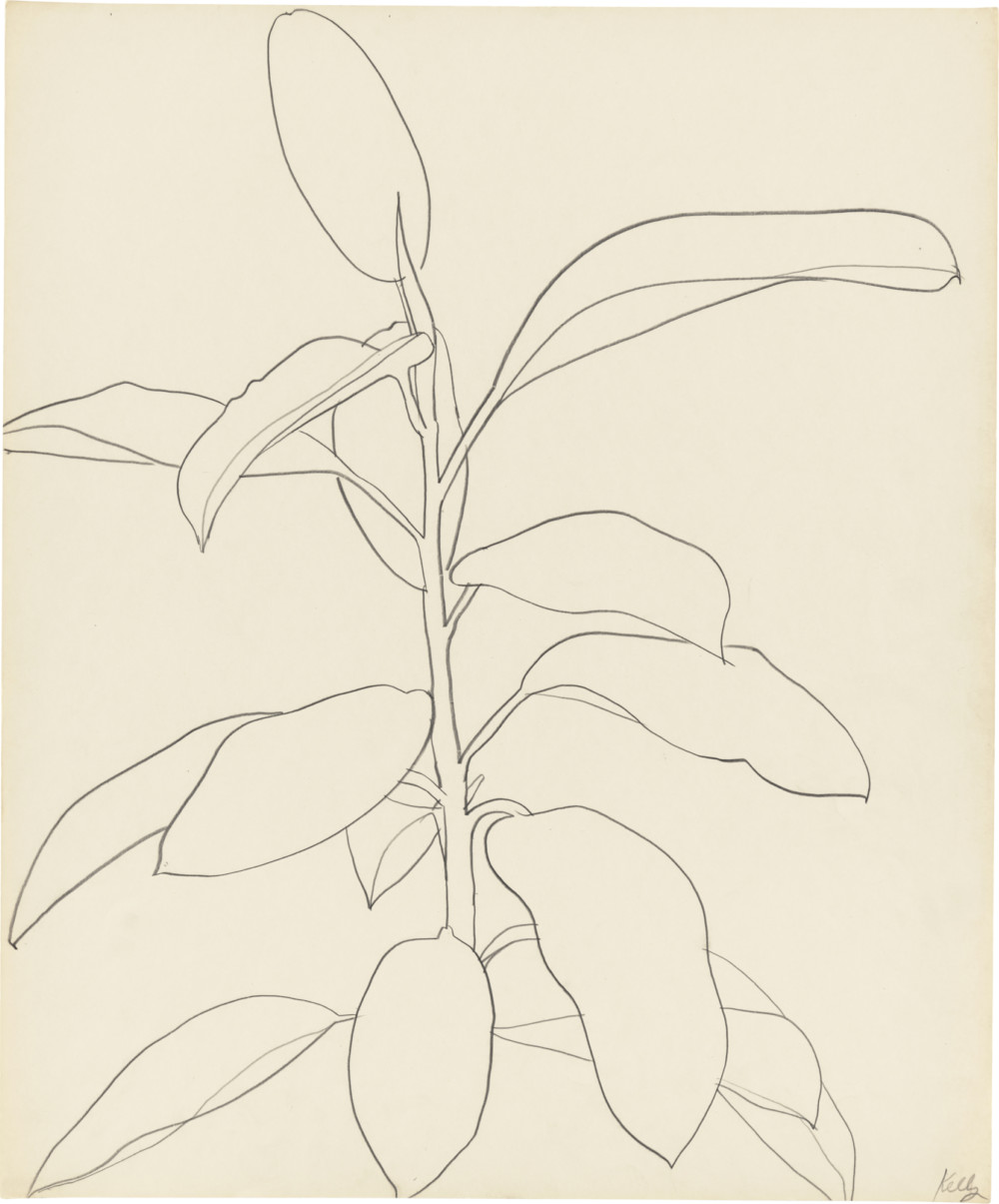 ELLSWORTH KELLY Plant Drawings | Matthew Marks Gallery