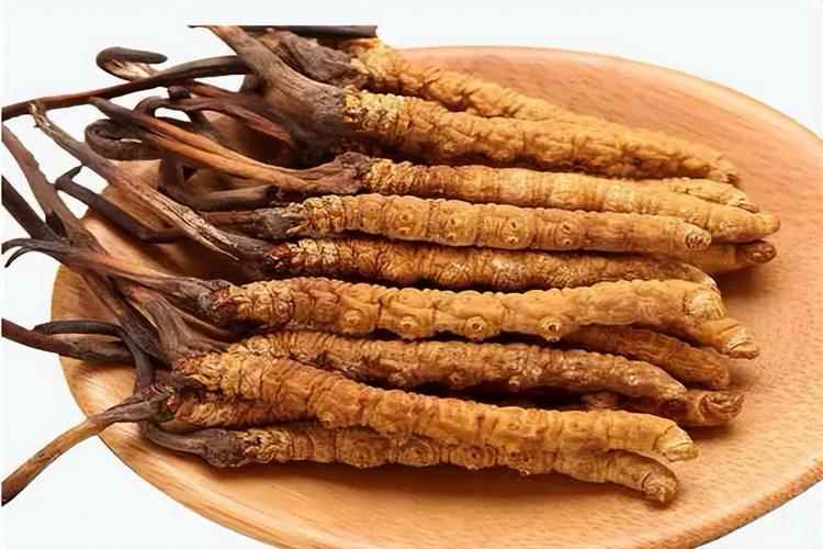 VOL588 冬虫夏草について | ［公式］株式会社夏越物産