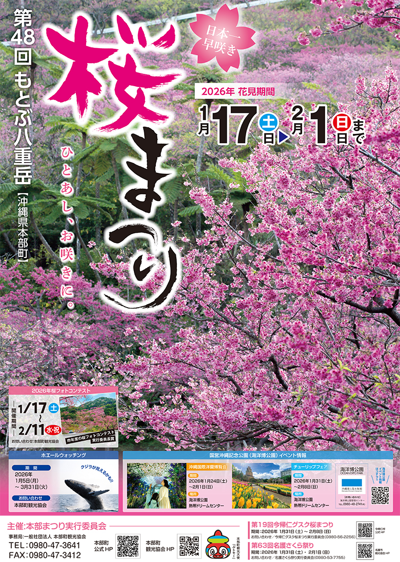 もとぶ八重岳桜まつり2026」は日本一早く桜が開花！ひとあし、お咲きに
