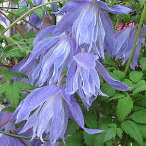 クレマチス マクロペタラ ウェッセルトン | オザキフラワーパーク