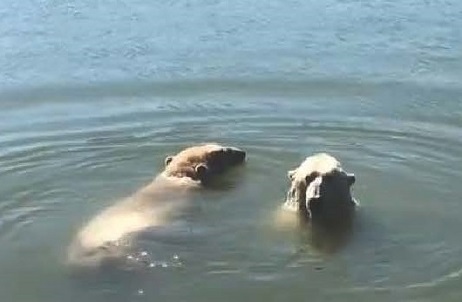 デンマーク・スカンジナヴィア野生動物公園のホッキョクグマたちの夏