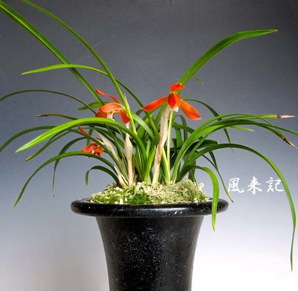 日本春蘭「かぐや姫」 No．2087 : 東洋蘭風来記奥部屋