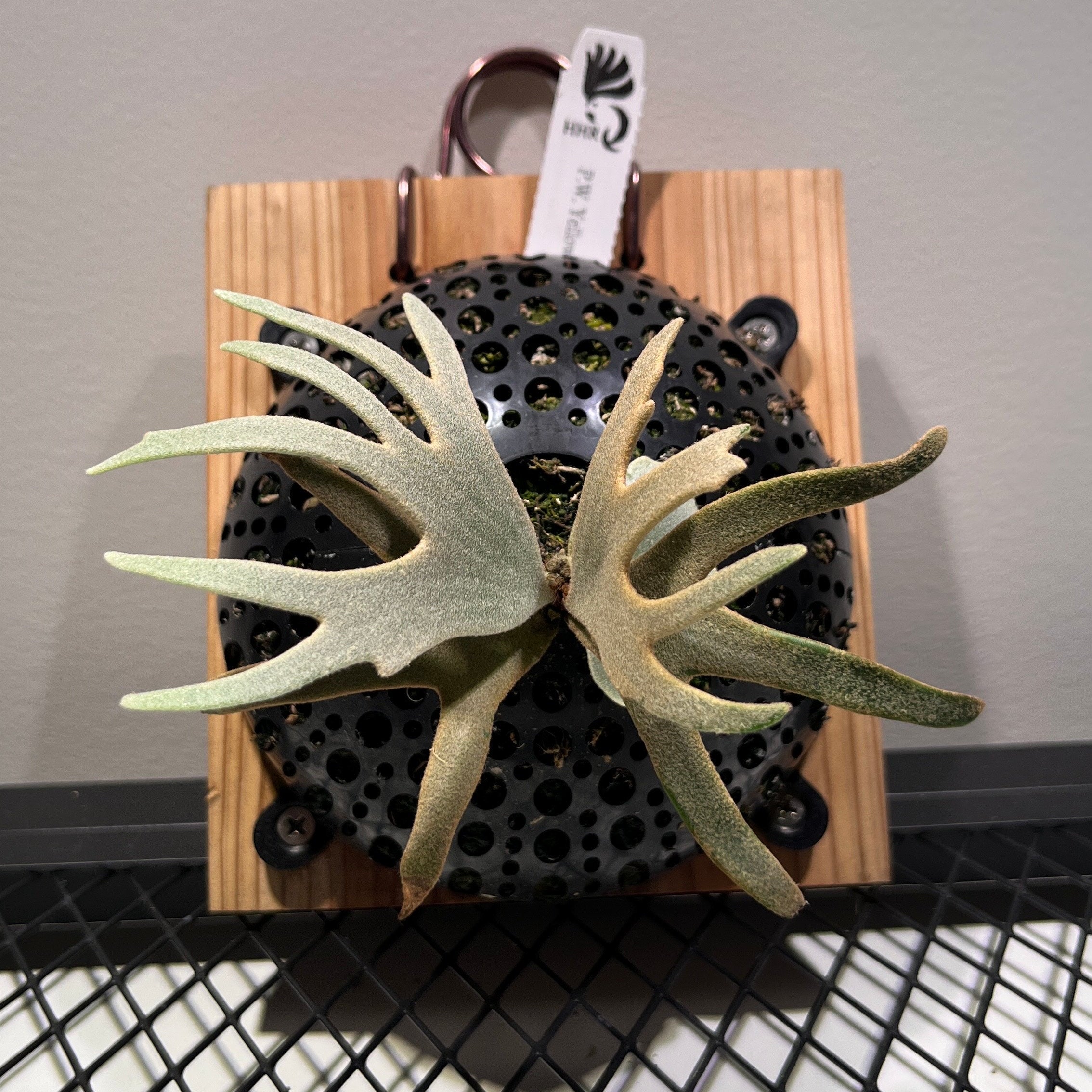 Yellow moon dwarf 'totoro' spore 418 Yellow moon Dwarf (HHR Totoro