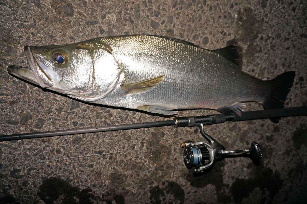 湘南のランカーハンターを唸らせたロッド、スワットSW1163S-Mの「い