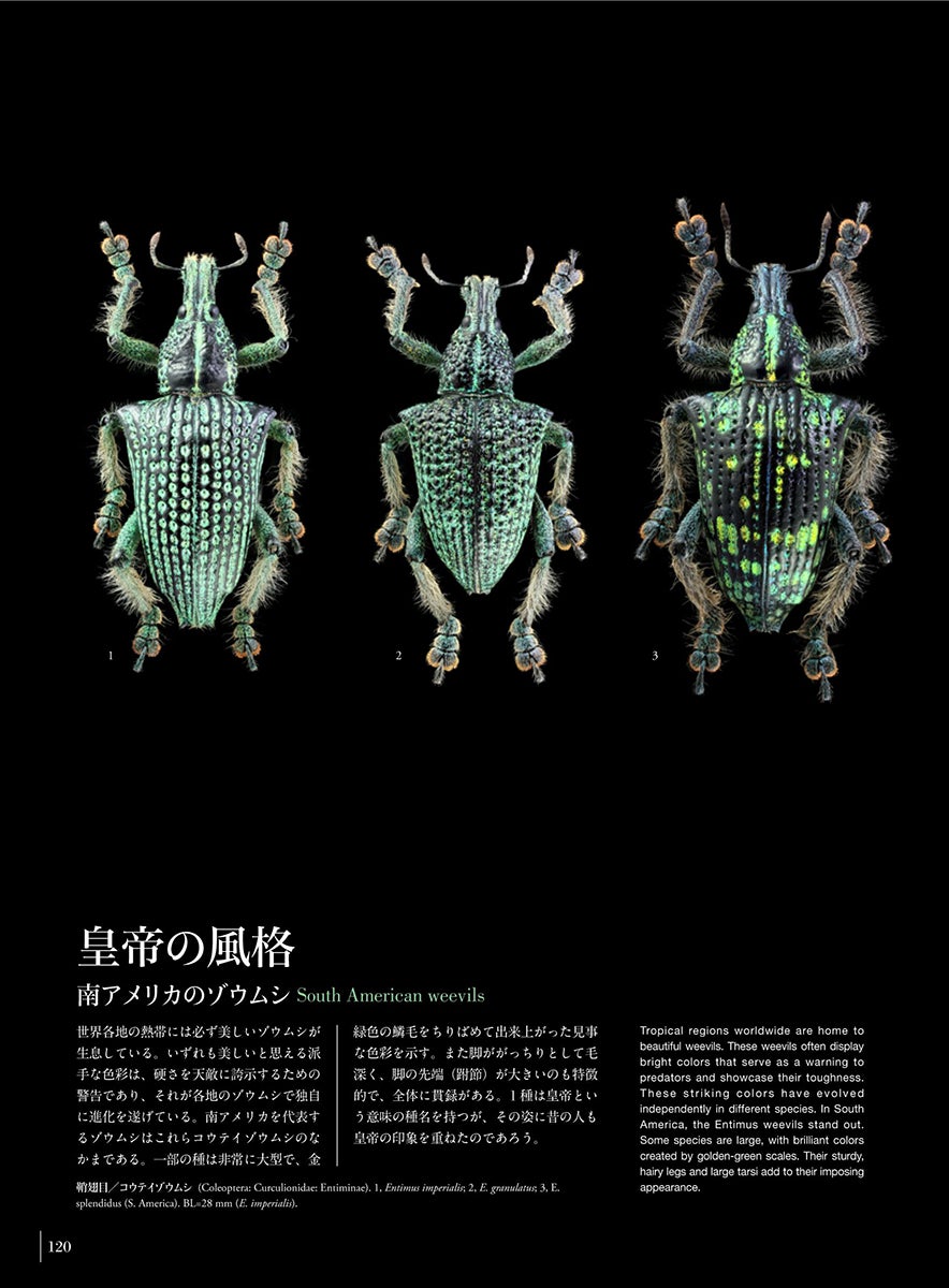 昆虫の超美麗写真集『神秘の標本箱 ‐昆虫‐』発売 2024年度「動物学教育