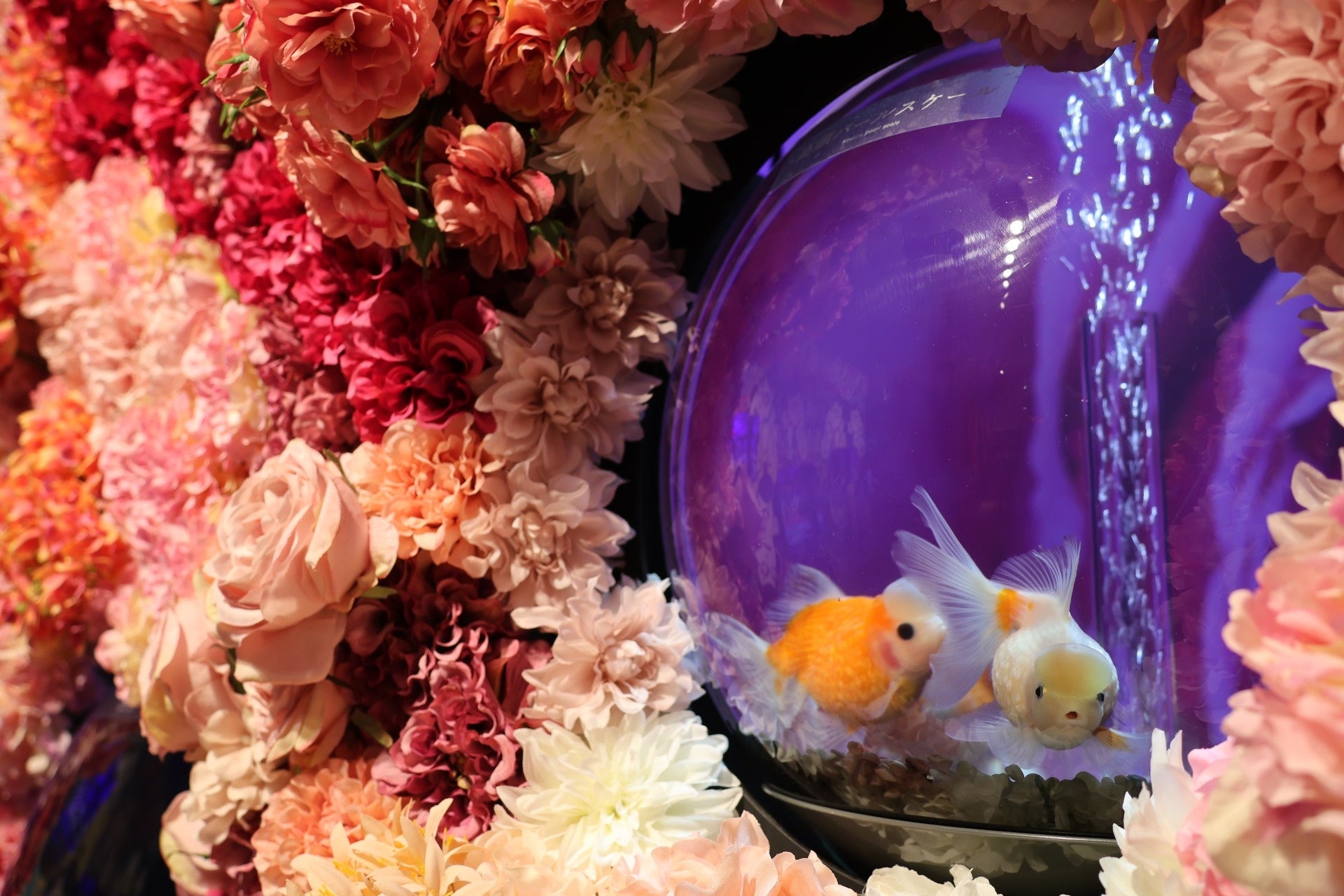 4/25 OPEN】金魚がたどり着いた楽園「沖縄金魚ミュージアム