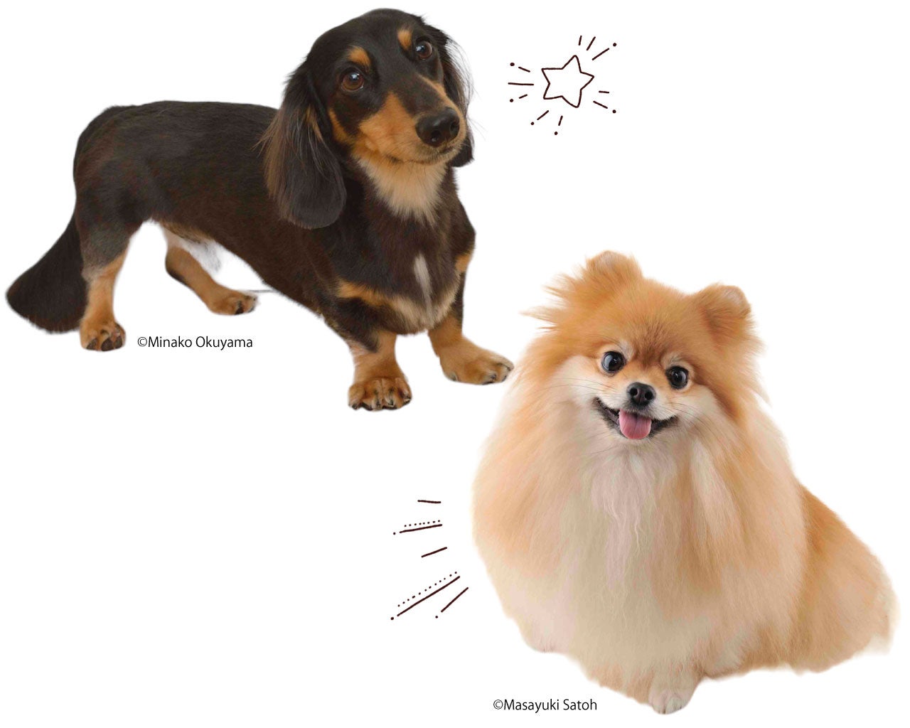 2犬種同時開催！ダックス&ポメラニアンのための撮影会で、プロ