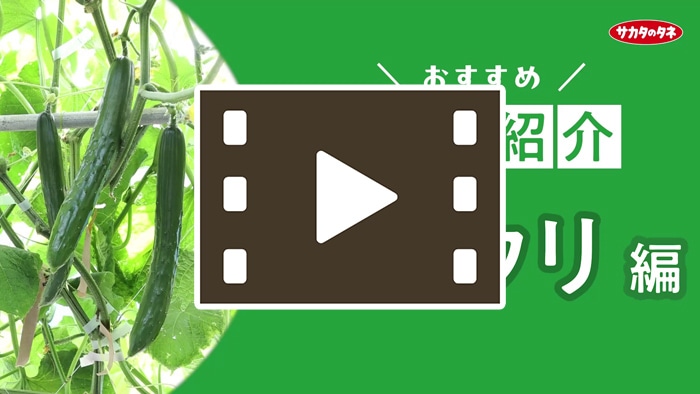 キュウリ ずーっととれる｜種（タネ）,球根,苗,資材,ガーデニング