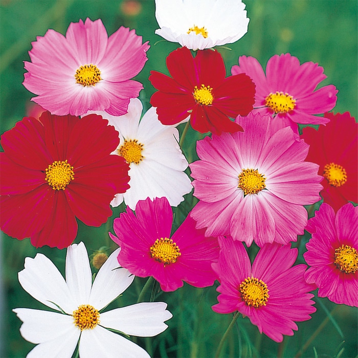 コスモス センセーション ミックス｜種（タネ）,球根,苗,資材