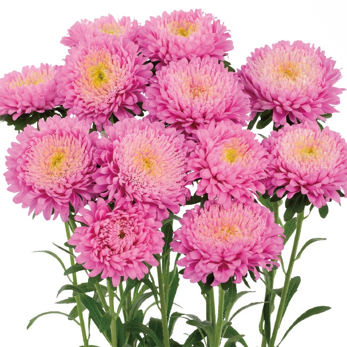 アスター あずみXL ピンク｜種（タネ）,球根,苗,資材,ガーデニング