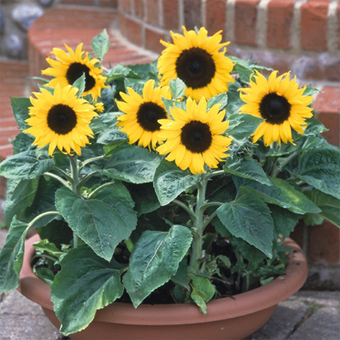 ヒマワリ ジュニア｜種（タネ）,球根,苗,資材,ガーデニンググッズの