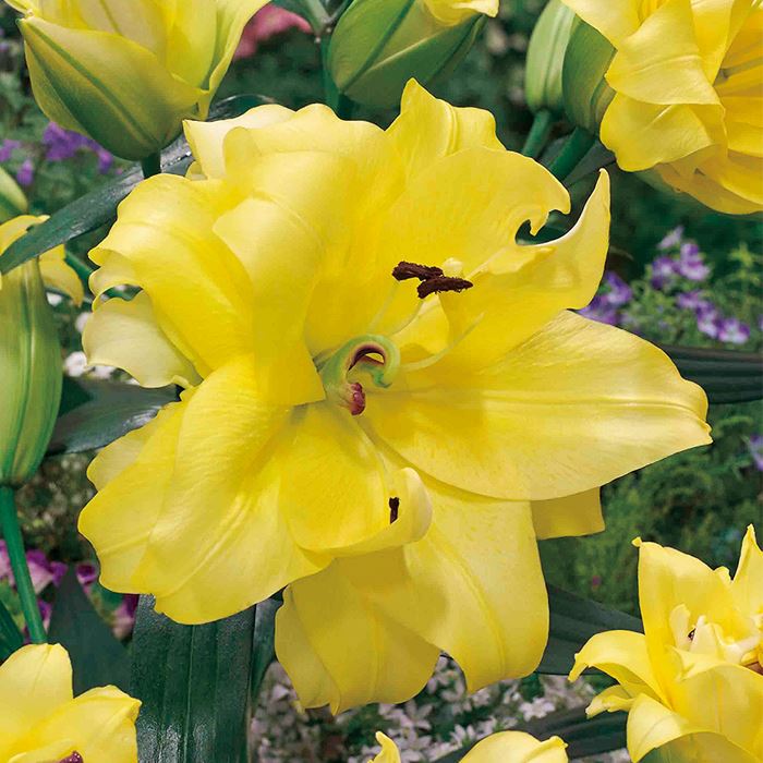 オリエンタルユリ エキゾチックサン｜種（タネ）,球根,苗,資材