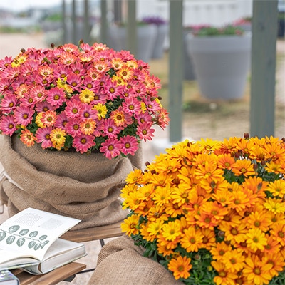 オステオスペルマム キャンディフィールズ 2種セット｜種（タネ）,球根