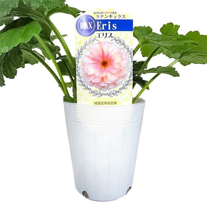 ラナンキュラス ラックス おすすめEセット｜種（タネ）,球根,苗,資材