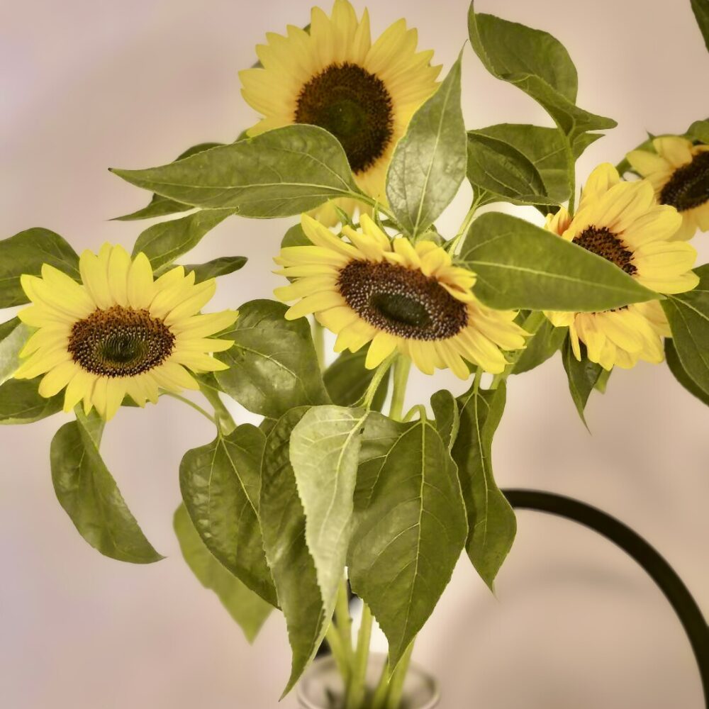 農家直送】ひまわりの切花の通販｜未体験の大輪が魅せる感動のひまわり
