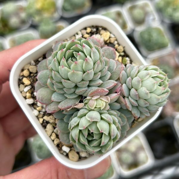 楽天市場】【当店農場生産】○多肉植物 エケベリア ビアンテ 7.5センチ