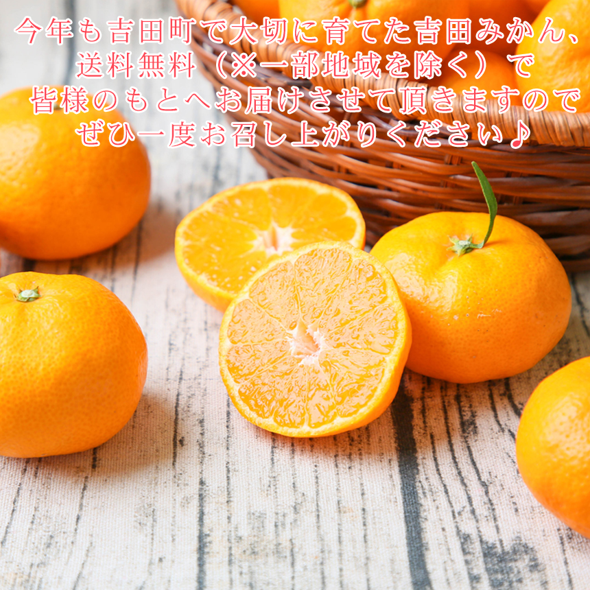 株式会社フレッシュつちやま / みかん ミカン 果物 フルーツ 柑橘 吉田