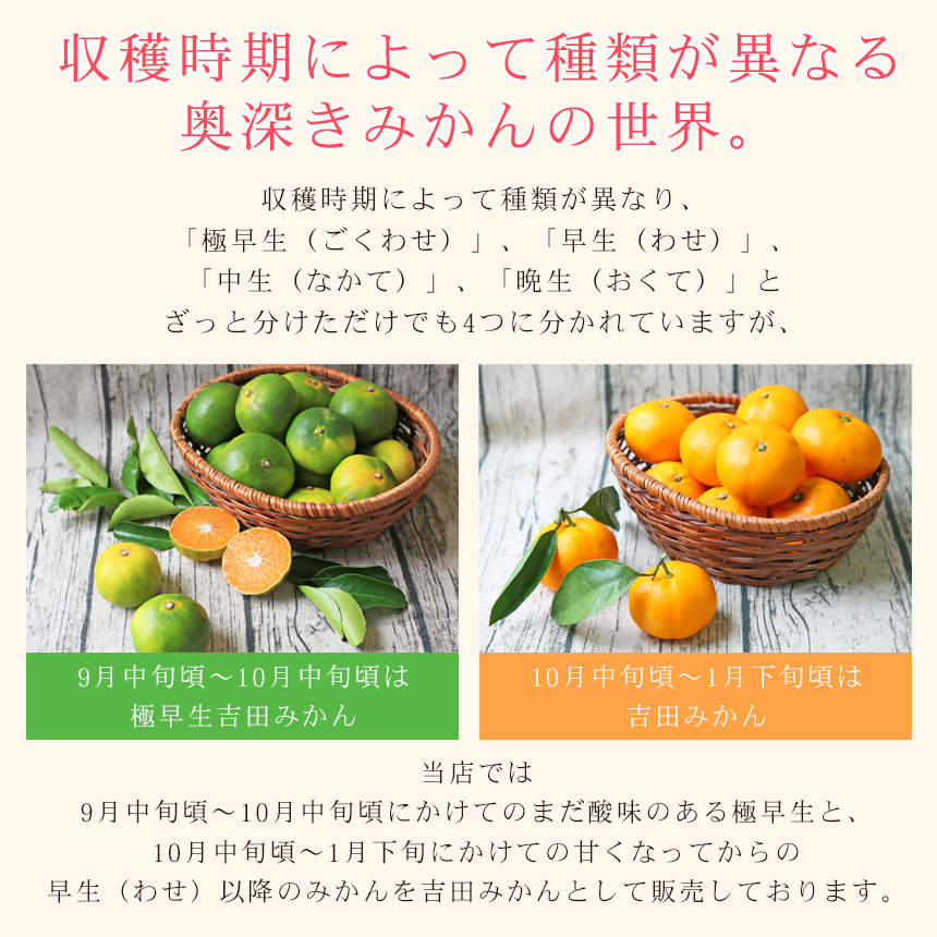 株式会社フレッシュつちやま / みかん 精品 吉田みかん 贈答用 精品 中