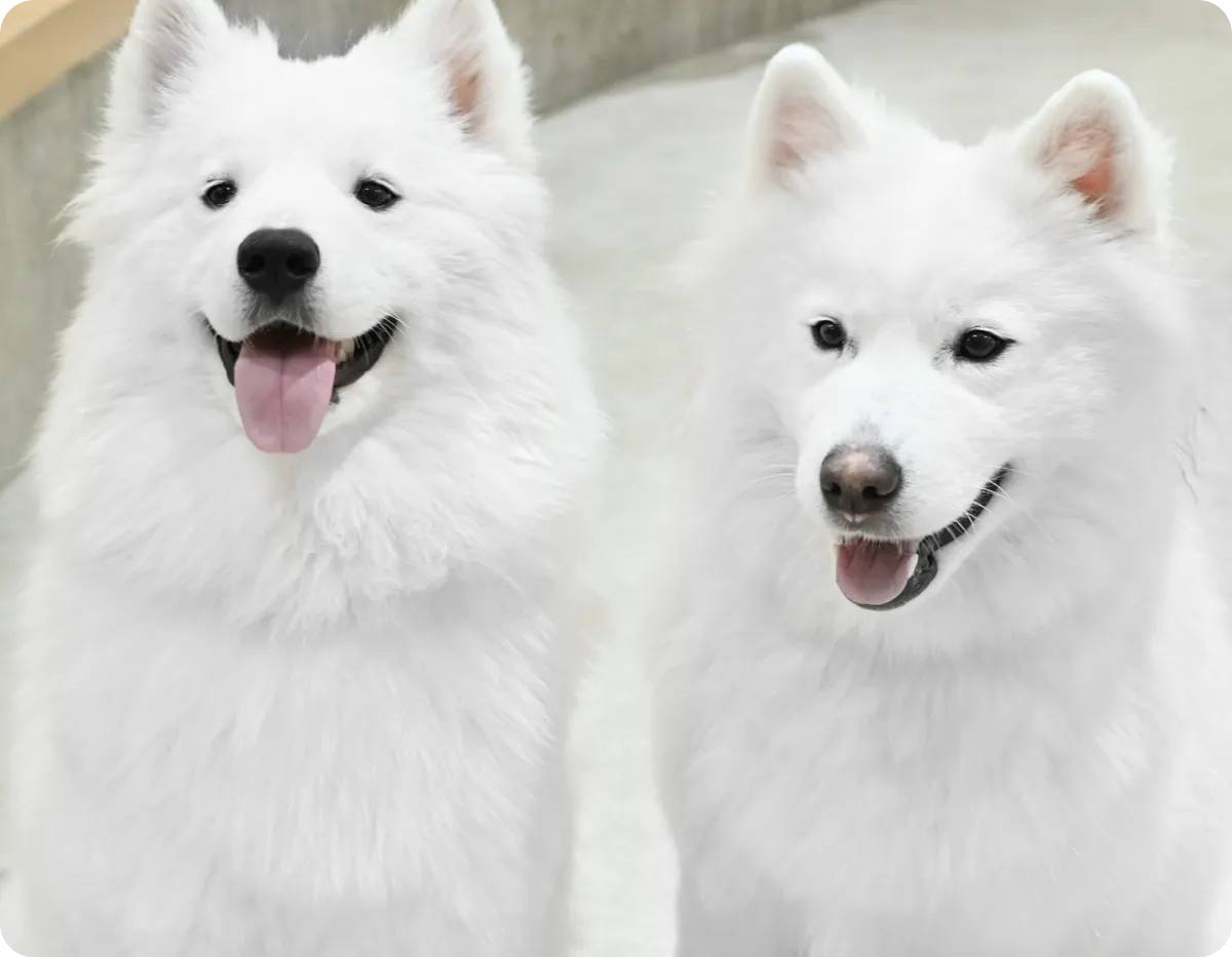 Samoyed cafe AL：横浜中華街店