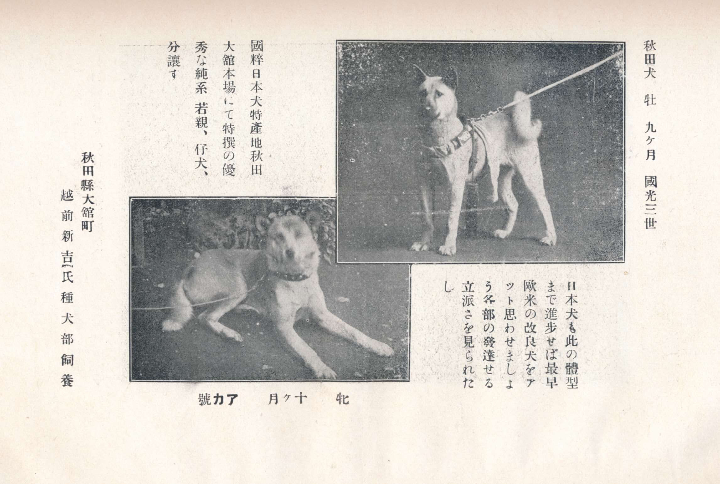 日本犬の歴史・第11回 日本犬保存会設立 | 帝國ノ犬達