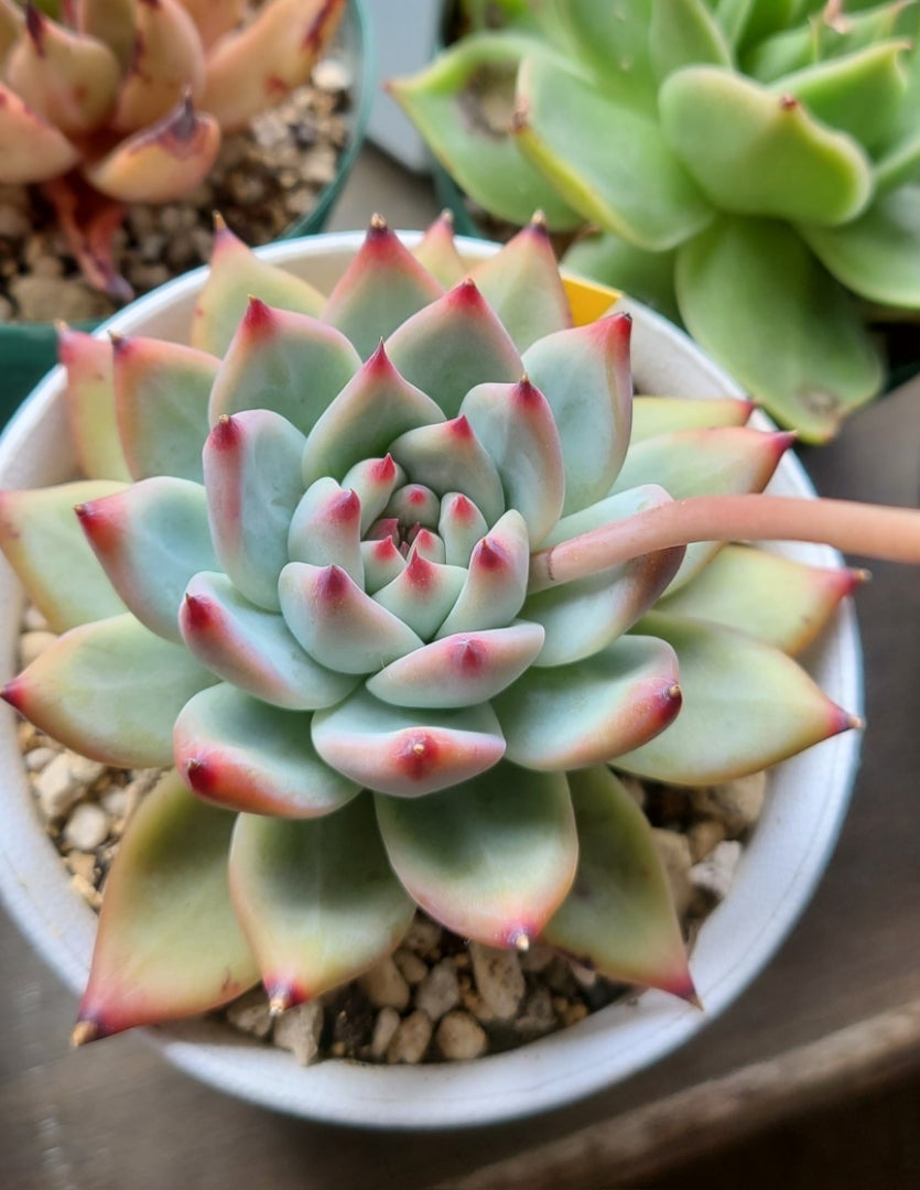 中里リンゼアナの花芽 | 多肉植物大好きな初心者のブログ