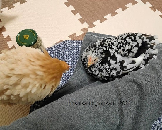 ニワトリ達は忙しい | 星さんとゆかいな仲間たち