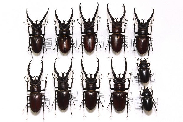 ヘルマンミヤマクワガタ (WILD) Lucanus herman | 昆虫漂流記