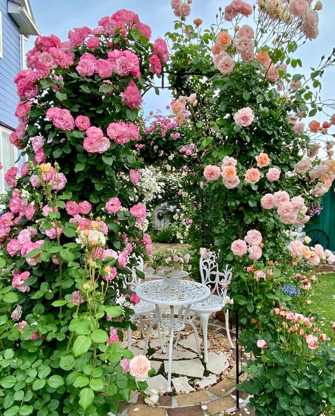 つるバラの誘引剪定・ストロベリーアイス＆プシュケ（ガゼボ