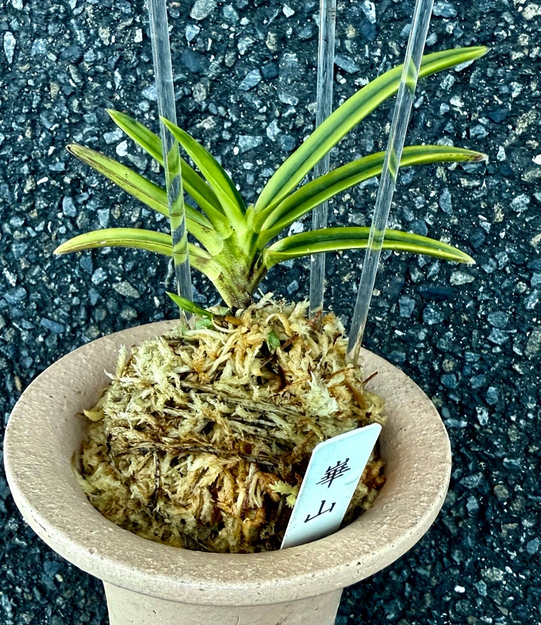 富貴蘭【崋山】 | 富貴蘭を楽しんでブログ