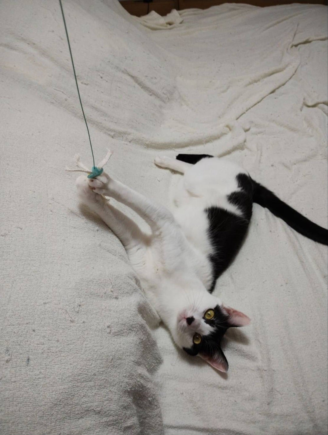 里親さま便り ピノくん | 【公式】ねこうらら 千葉県市川市