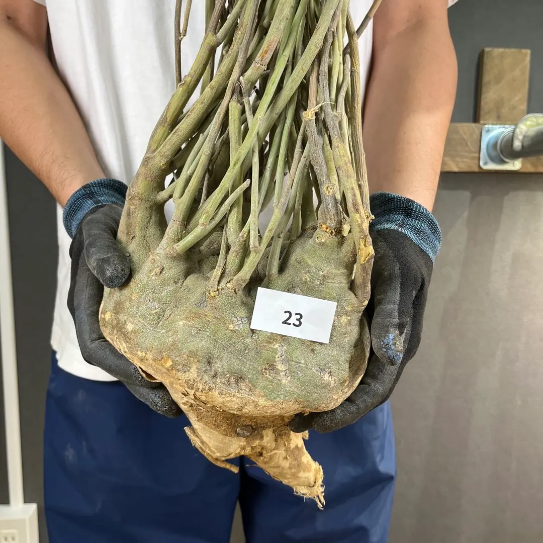 2026年最新】アデニア ペチュエリーの人気アイテム - メルカリ