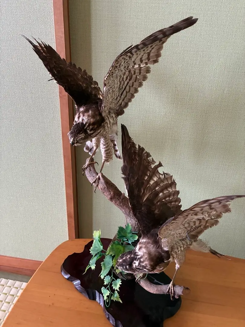 2026年最新】鷹の剥製の人気アイテム - メルカリ