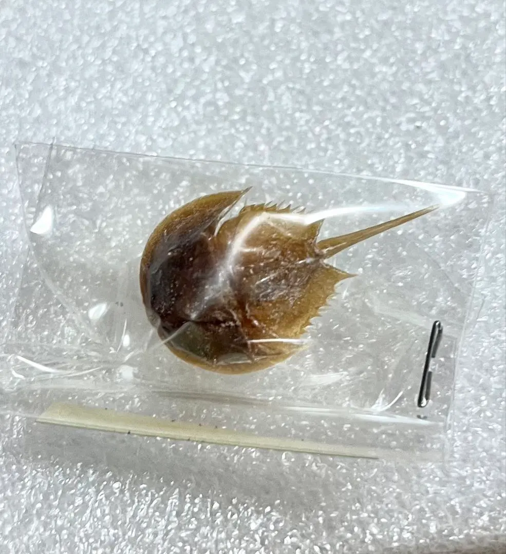 2026年最新】カブトガニ 標本の人気アイテム - メルカリ