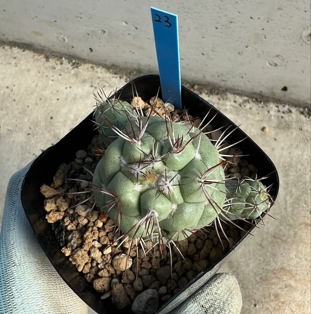 2026年最新】オルテゴカクタス、マクドガリーの人気アイテム - メルカリ