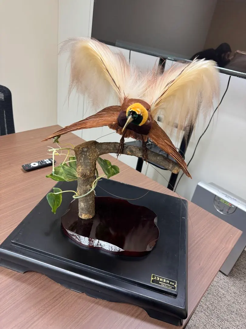 2026年最新】剥製 極楽鳥の人気アイテム - メルカリ