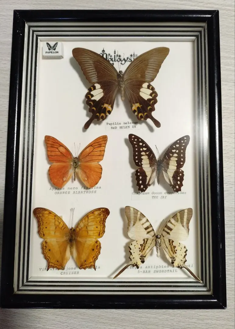 2026年最新】マレーシア 蝶 標本の人気アイテム - メルカリ