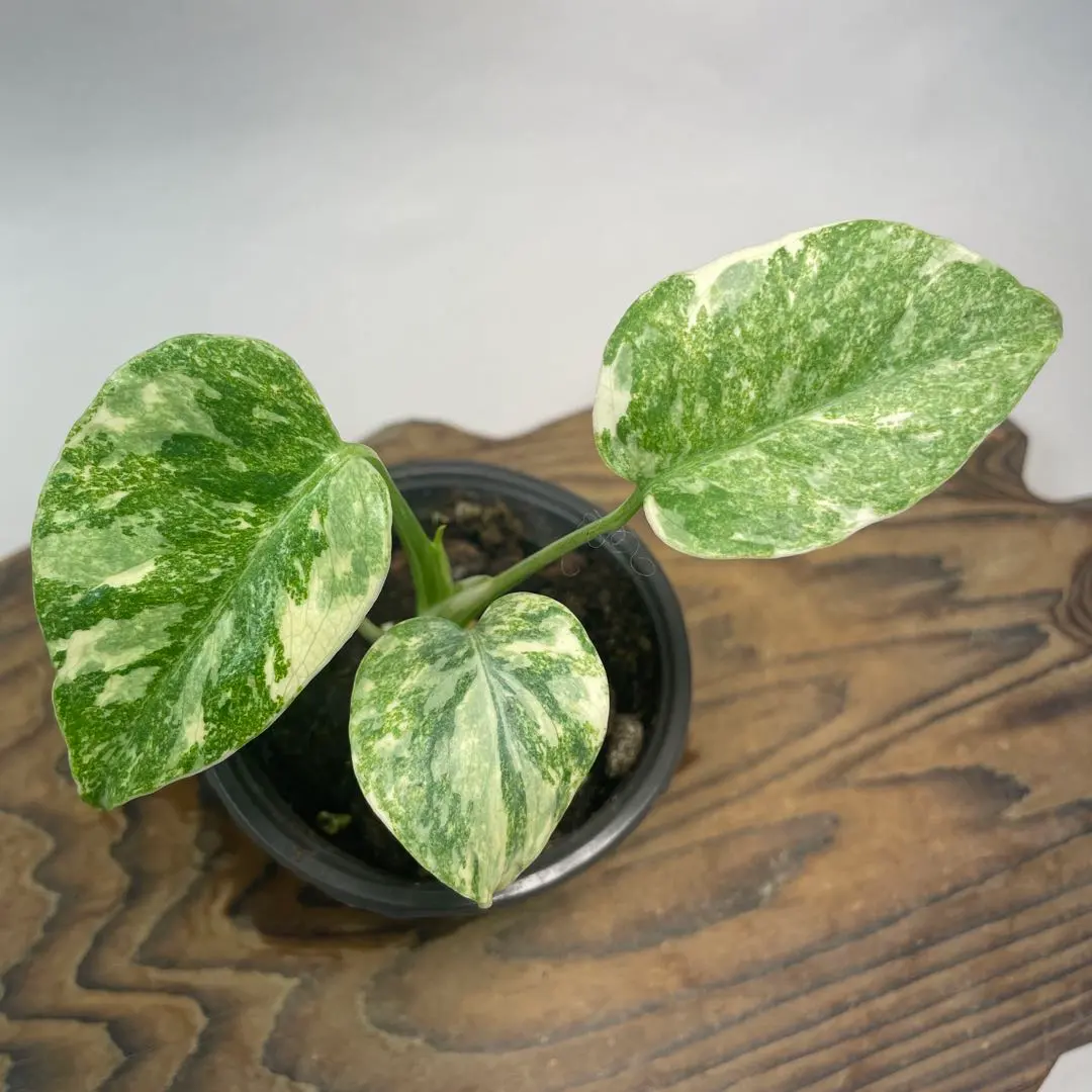 2026年最新】モンステラ デリシオーサ レガシーの人気アイテム - メルカリ