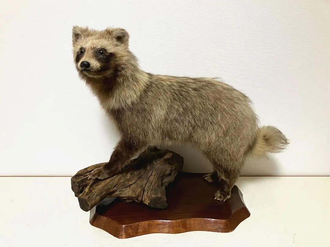 2026年最新】たぬき剥製の人気アイテム - メルカリ