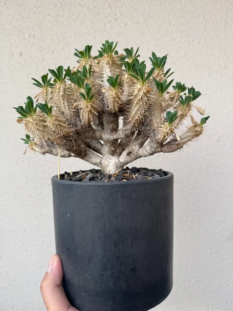 2026年最新】ギラウミニアナ 現地球の人気アイテム - メルカリ