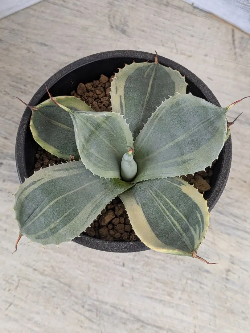 2026年最新】トランカータ 斑入りの人気アイテム - メルカリ