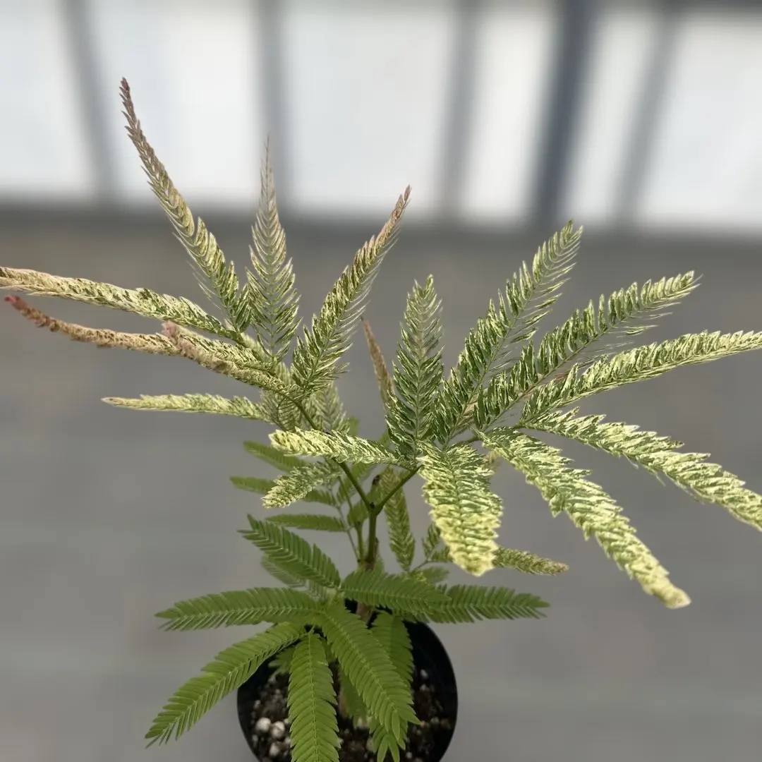 2026年最新】エバーフレッシュ 斑入りの人気アイテム - メルカリ