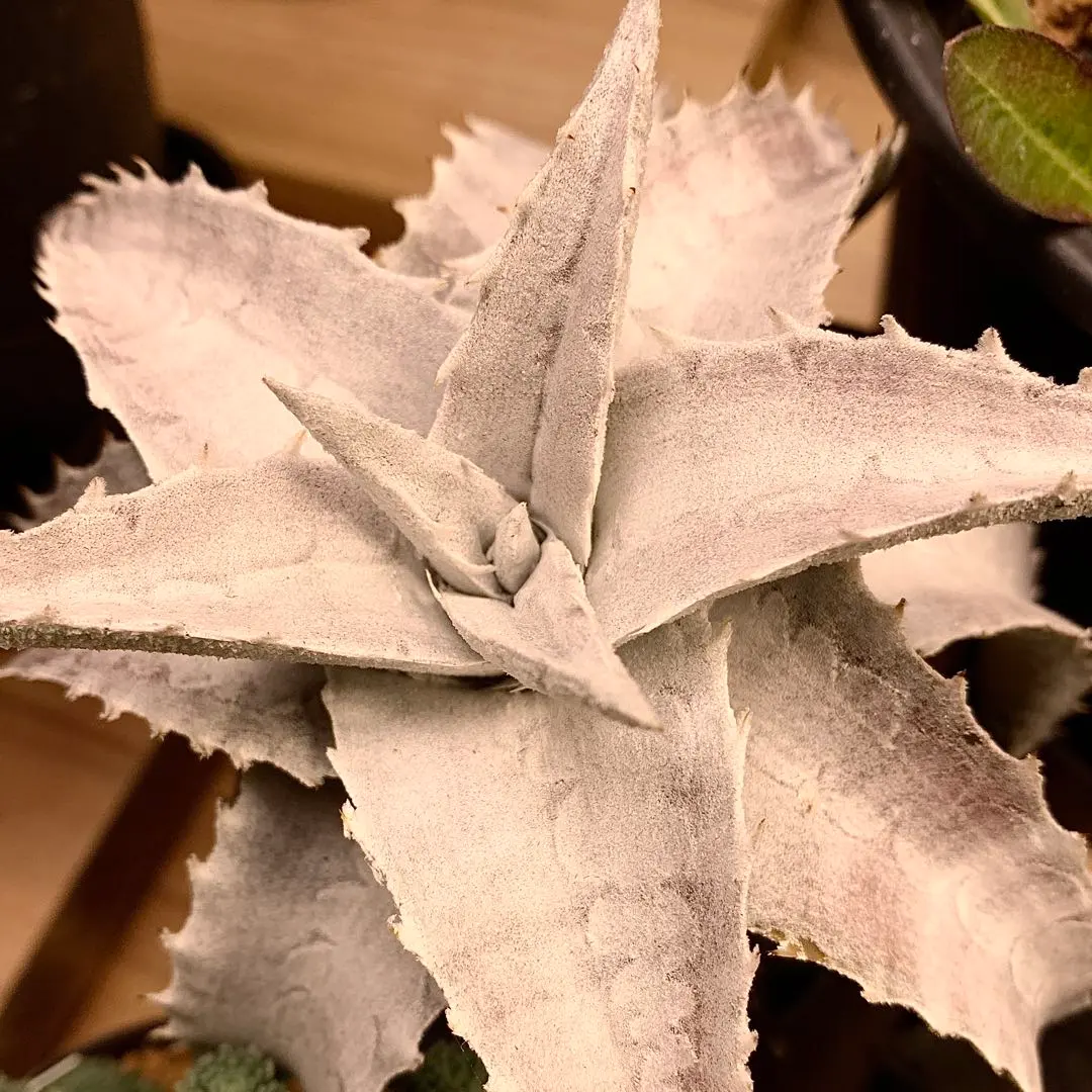 2026年最新】エンコリリウムの人気アイテム - メルカリ