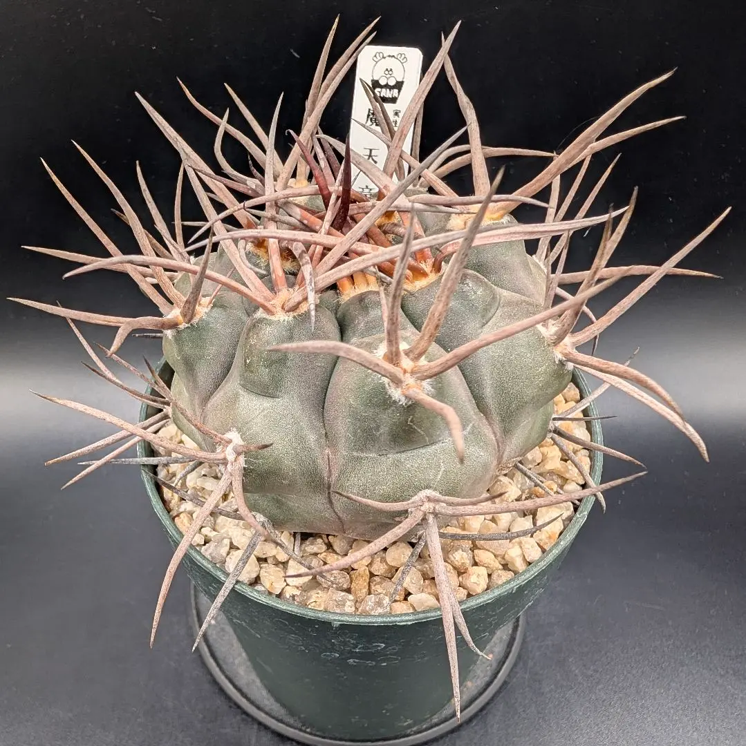 2026年最新】守金魔天竜の人気アイテム - メルカリ