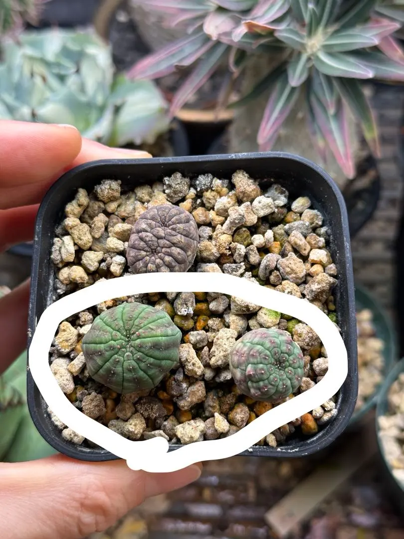 2026年最新】ユーフォルビア オベサ モンストの人気アイテム - メルカリ