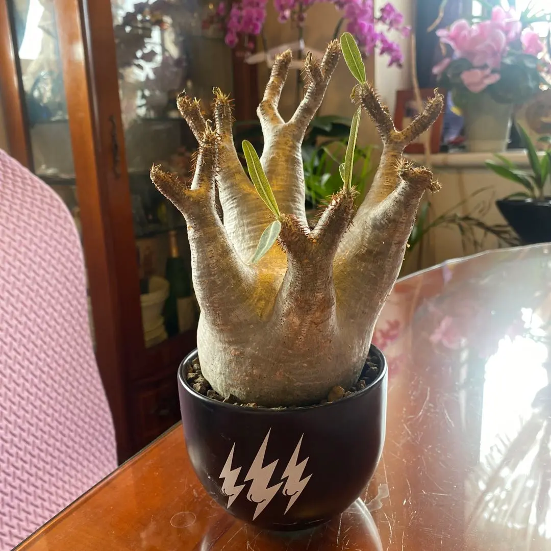 2026年最新】未発根グラキリスの人気アイテム - メルカリ